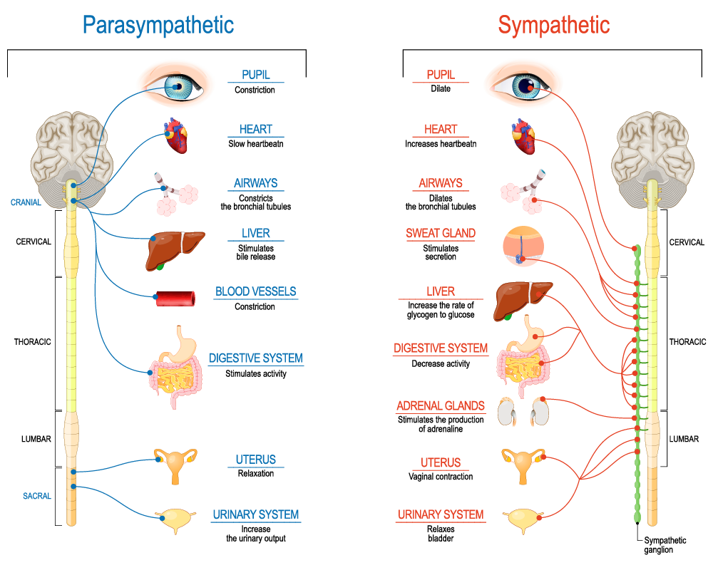 How Does The Sympathetic Nervous System Work